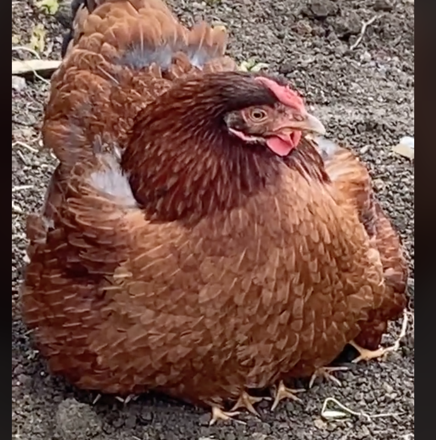 Plump Hen Vinyl Sticker